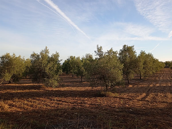 agricultura regenerativa